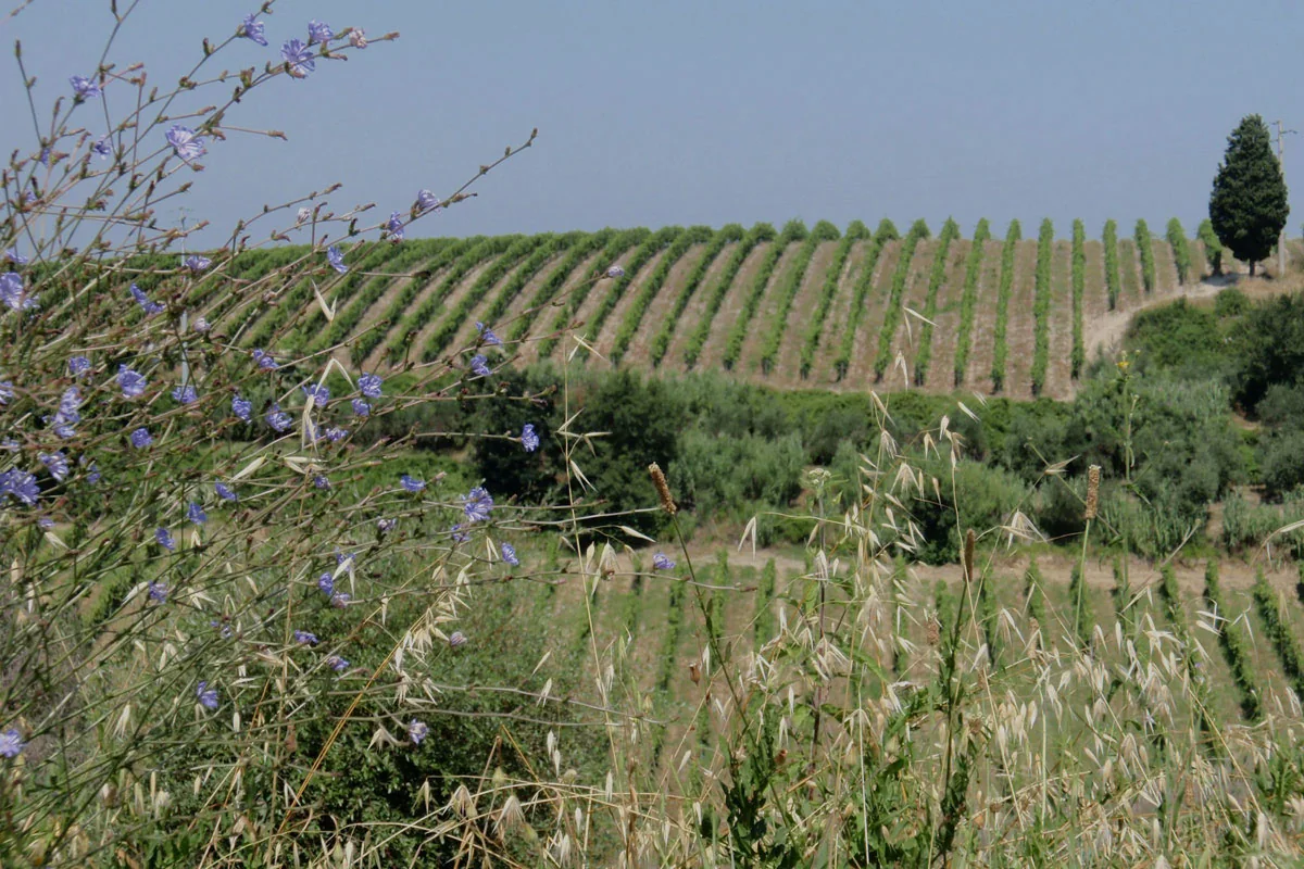 Vigneti e uliveti sulle colline di Montaione